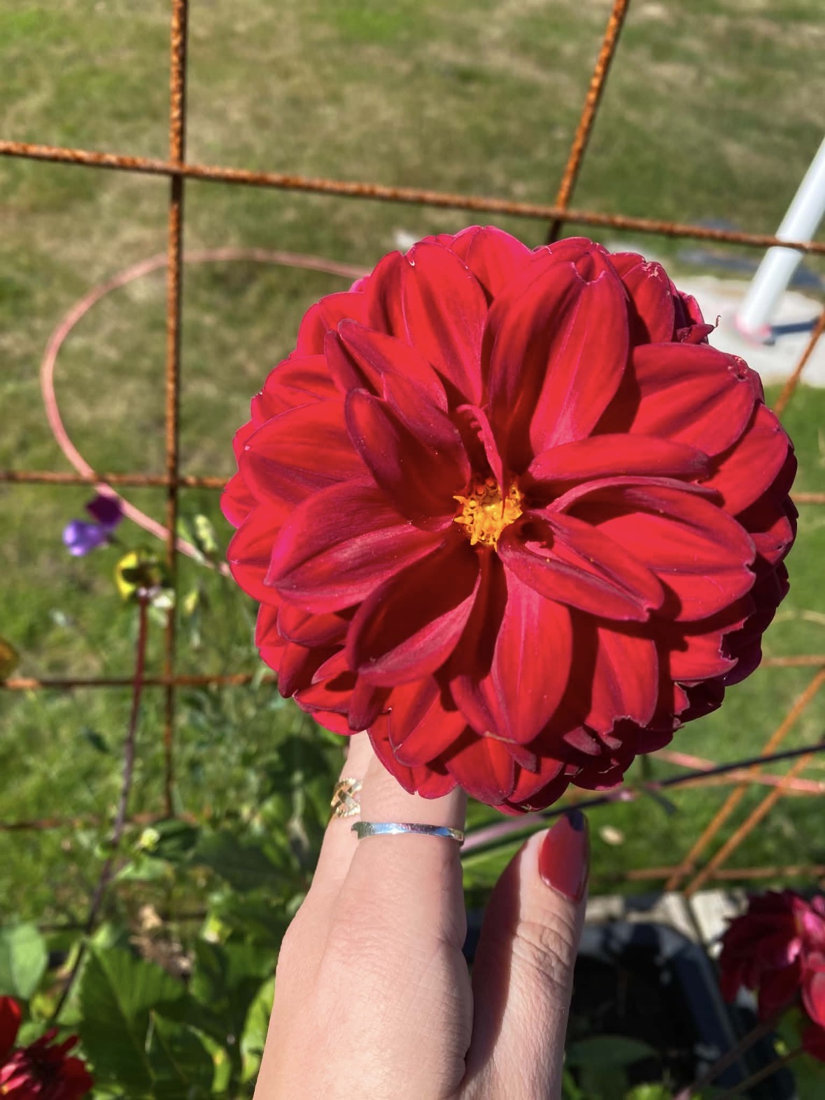 Snittblomsodling