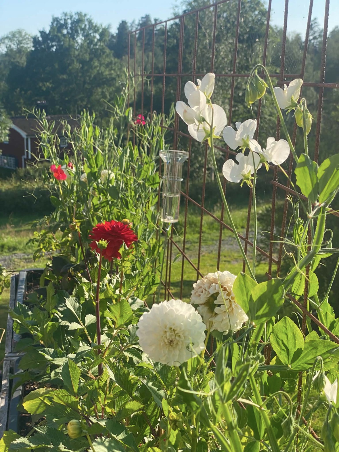 Blomsterfält med dahlior och sommarblommor i Dalsland vid soluppgång