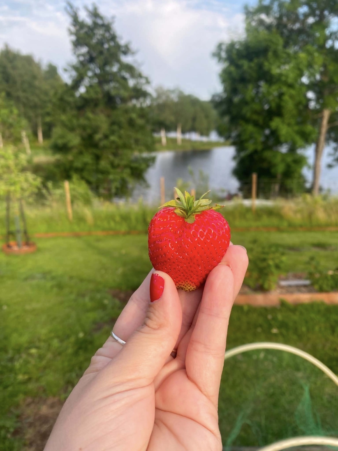 Frukt & Bär